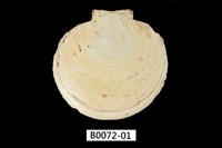 藏品(臺灣日月蛤)的圖片